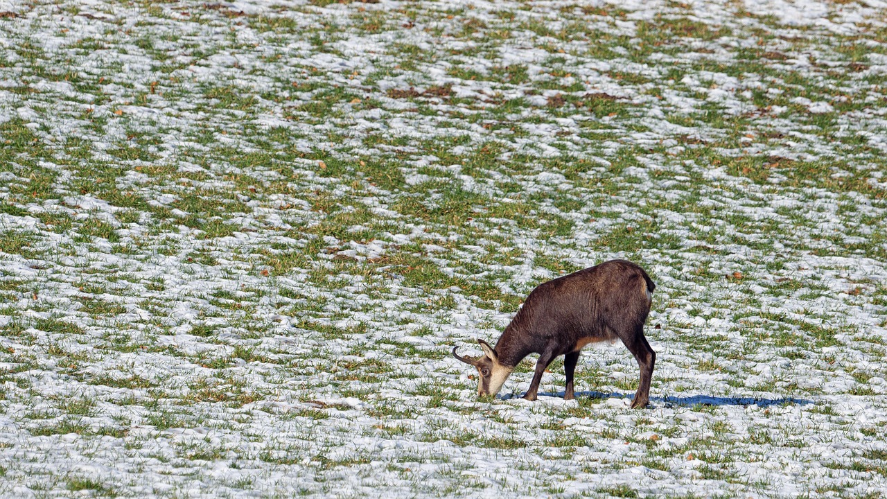 Chamois, wild animal, game viewing — Basic Poker Terminology