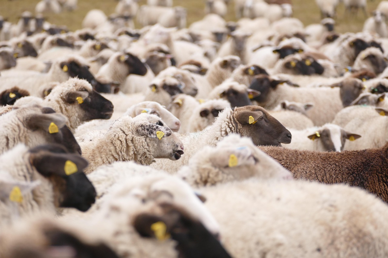 Sheeps, animals, mammals — Find out how to Guess Soccer On-line video games - Methods Find out how to Do It!