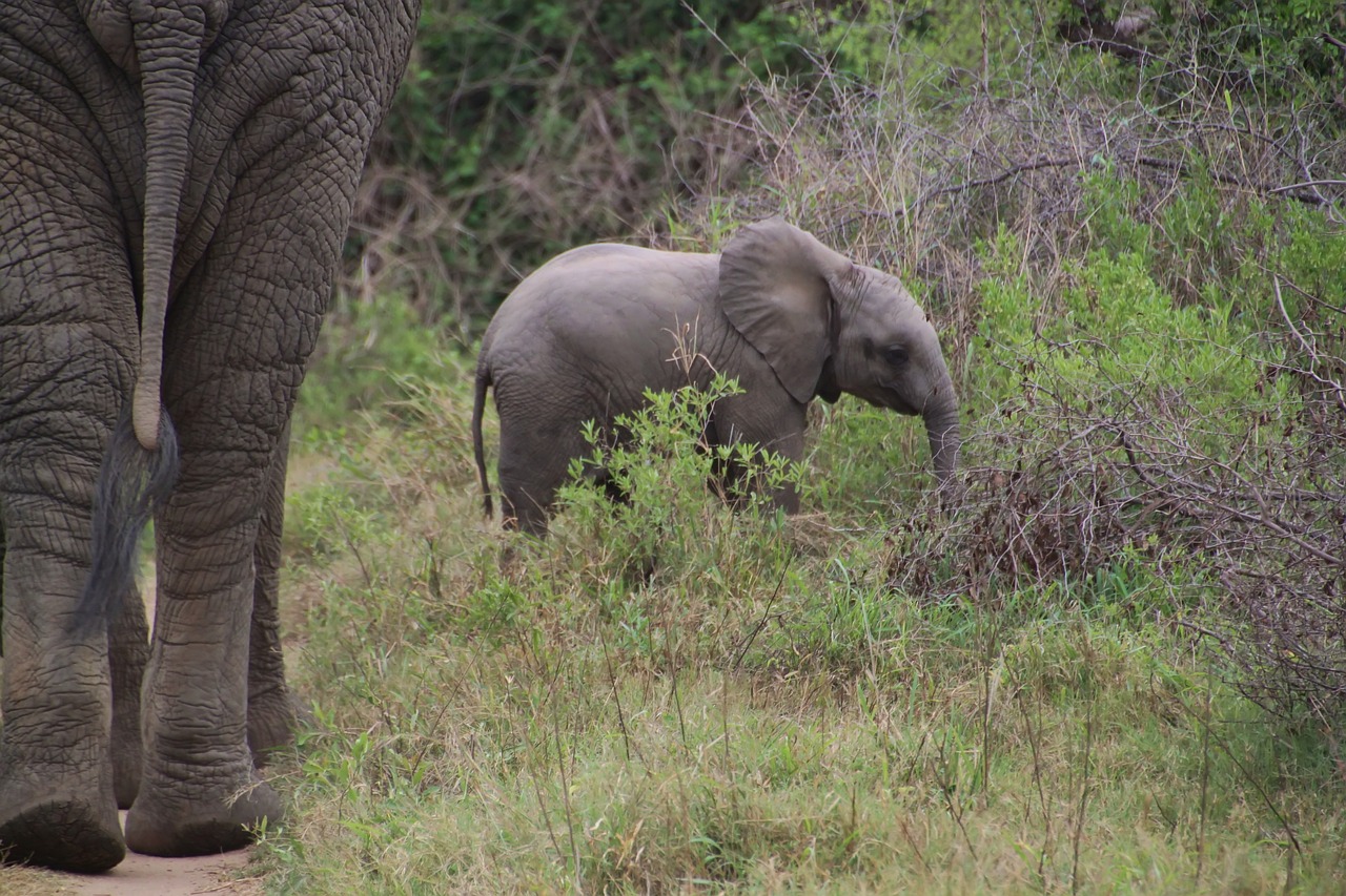 Elephant, african bush elephant, national park — Off The Report With Binary Options