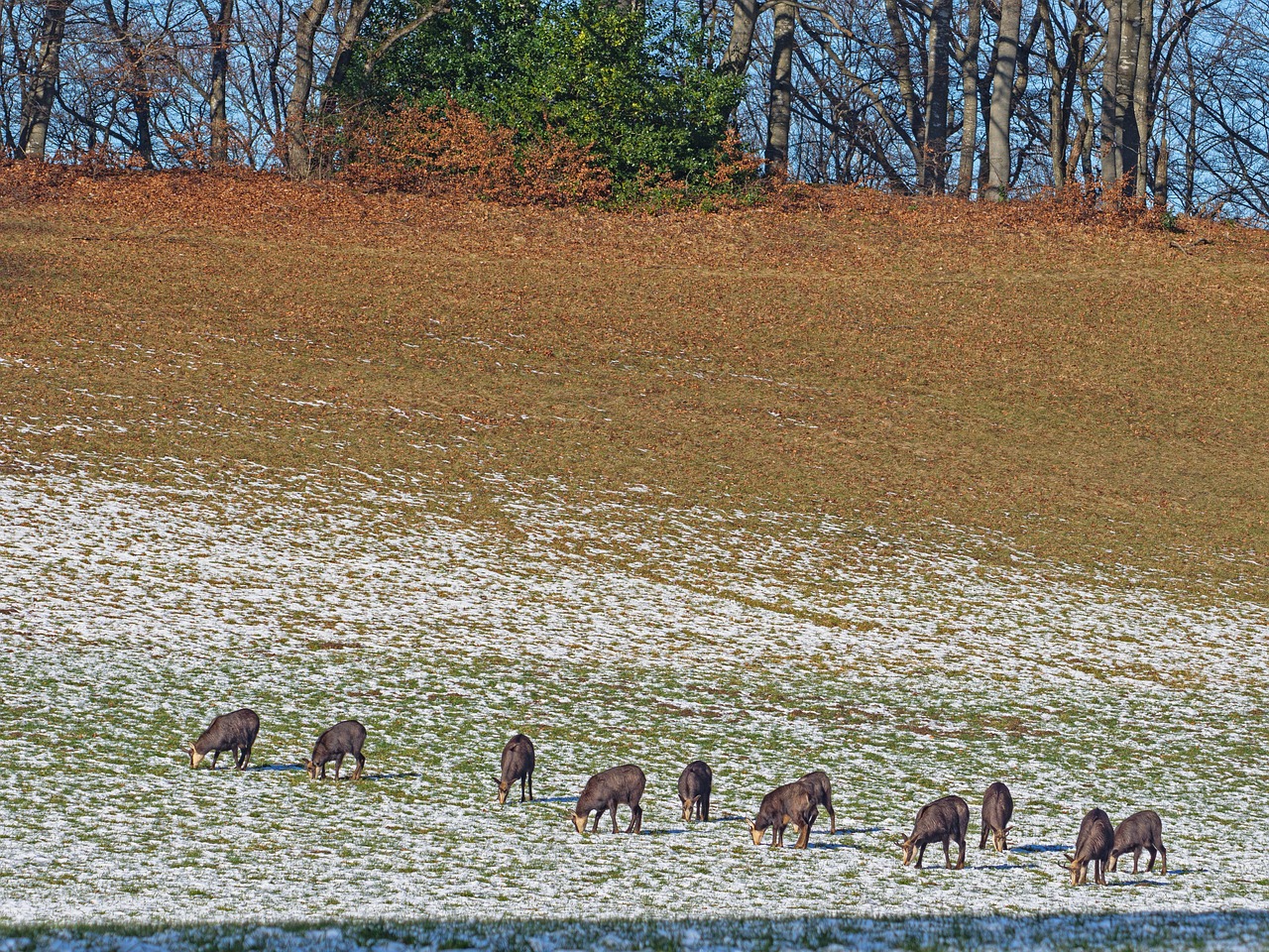 Chamois, wild animal, game viewing — The Rules of On-line Sporting actions Betting - Mastering the Distinct Bets